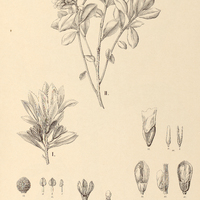 57. LAPLACEA I. semiserrata var. microphylla ; II. L. intermedia.