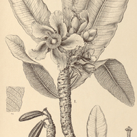 58. KIELMEYERA I. speciosa, II. var. ?.