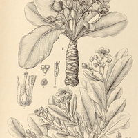 59. KIELMEYERA I. corymbosa var. ?, II. coriacea var. ß.