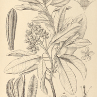 60. KIELMEYERA excelsa.