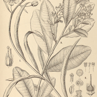 61. I. KIELMEYERA neriifolia, II. CARAIPA tereticaulis.