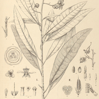 62. MAHUREA I. exstipulata, II. Casiquiarensis.