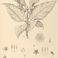 63. MARILA I. nitida, II. tomentosa.
