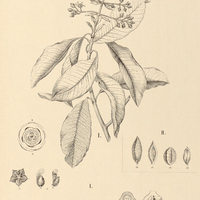 64. HAPLOCLATHRA I. leiantha, II. paniculata.