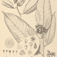 65. CARAIPA grandifolia.