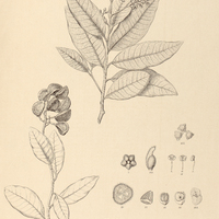 66. CARAIPA fasciculata.