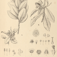 67. BONNETIA I. sessilis, II. paniculata var. parviflora, III. anceps.