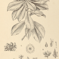 68. ARCHYTAEA I. multiflora, II. triflora.