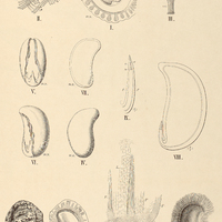 69. Fig.I-IX. CARYOCAR nuciferum ; Fig. X-XI. C. amygdaliferum ; Fig. XII-XIII. C glabrum.