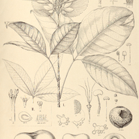 70. CARYOCAR I. glabrum, II. var. edule.