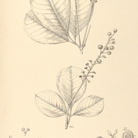 74. ANTHODISCUS obovatus.