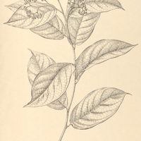 75. DlCHAPETALUM pedunculatum.