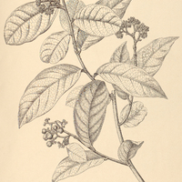 76. DICHAPETALUM vestitum.