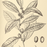 77. TAPURA amazonica.