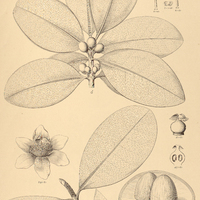 79. MAMMEA americana.