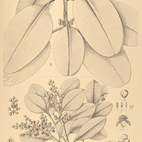 80. CALOPHYLLUM I. pachyphyllum, II. Brasiliense.