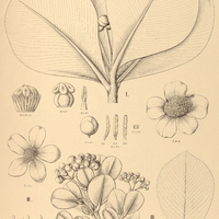 81. CLUSIA I. fragrans, II. Ildefonsiana, III. Sellowiana.