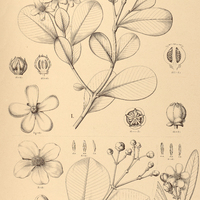 82. CLUSIA I. parviflora, II. Criuva, III. Riedeliana.