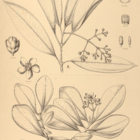 83. CLUSIA I. Cambessedeseii, II. Amazonica.