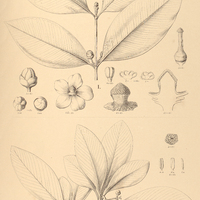 84. CLUSIA I. axillaris, II. penduliflora.