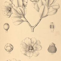 85. CLUSIA Arrudea.