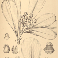 86. CLUSIA I. leprantha, II. purpurea.