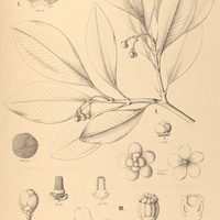 87. CLUSIA I. microstemon, II. Gaudichaudii, III. lanceolata.