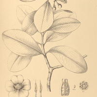 88. CLUSIA nemorosa.