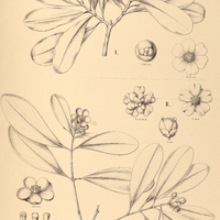 90. CLUSIA I. renggerioides, II. polysepala, III. Organensis.