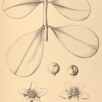 91. CLUSIA fluminensis.