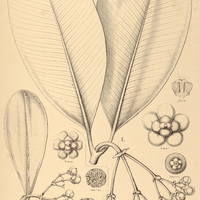 92. CLUSIA I. grandifolia, II. Spruceana.