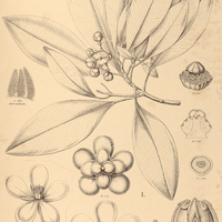 93. CLUSIA l. Planchoniana, II. columnaris.