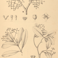94. OEDEMATOPUS I. octandrus, II. obovatus, III. dodecandrus.