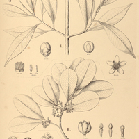 95. I. CLUSIA Martiana. II. HAVETIOPSIS laurifolia, III. H. flexilis.