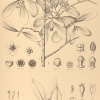 96. I. RENGGERIA comans ; II. TOVOMITA guyanensis, III. brevistaminea.