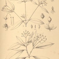 97. TOVOMITA I. Brasiliensis, II. Riedeliana.