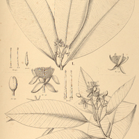 98. TOVOMITA I. tenuiflora, II. Spruceana.