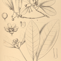 99. TOVOMITA I. leucantha, II. Bahiensis.