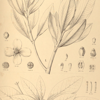 100. I. TOVOMITOPSIS paniculata, II. TOVOMITA laurina.