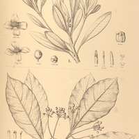 101. I. TOVOMITOPSIS Saldanhae. II. TOVOMITA rubella.