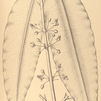 102. RHEEDIA macrophylla.