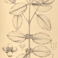 103. RHEEDIA Brasiliensis.