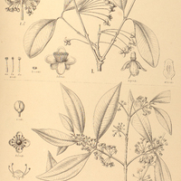 104. RHEEDIA I. calyptrata, II. Gardneriana var. Glaziovii.