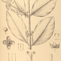 105. RHEEDIA floribunda.
