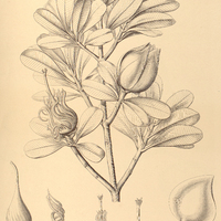 106. MORONOBEA riparia.