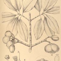 107. PLATONIA insignis.