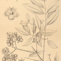 108. SYMPHONIA globulifera.