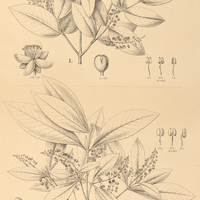 109. QUIINA I. tinifolia, II. Glaziovii.