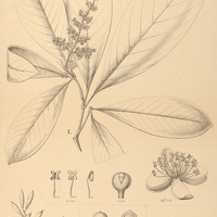 110. QUIINA I. macrostachya, II. sessilis, III. obovata, IV. rhytidopus.