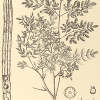 111. MORINGA oleifera.